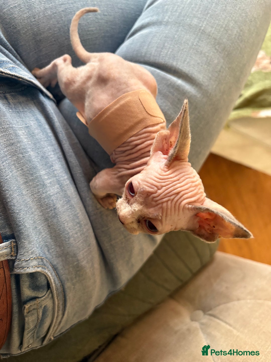Sphynx cats for sale: Sphynx/ Bambino/ Elf Kittens - Image 9