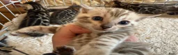 Bengal cats for sale: Outstanding Pedigree TICA Bengal Kittens - Advert 4