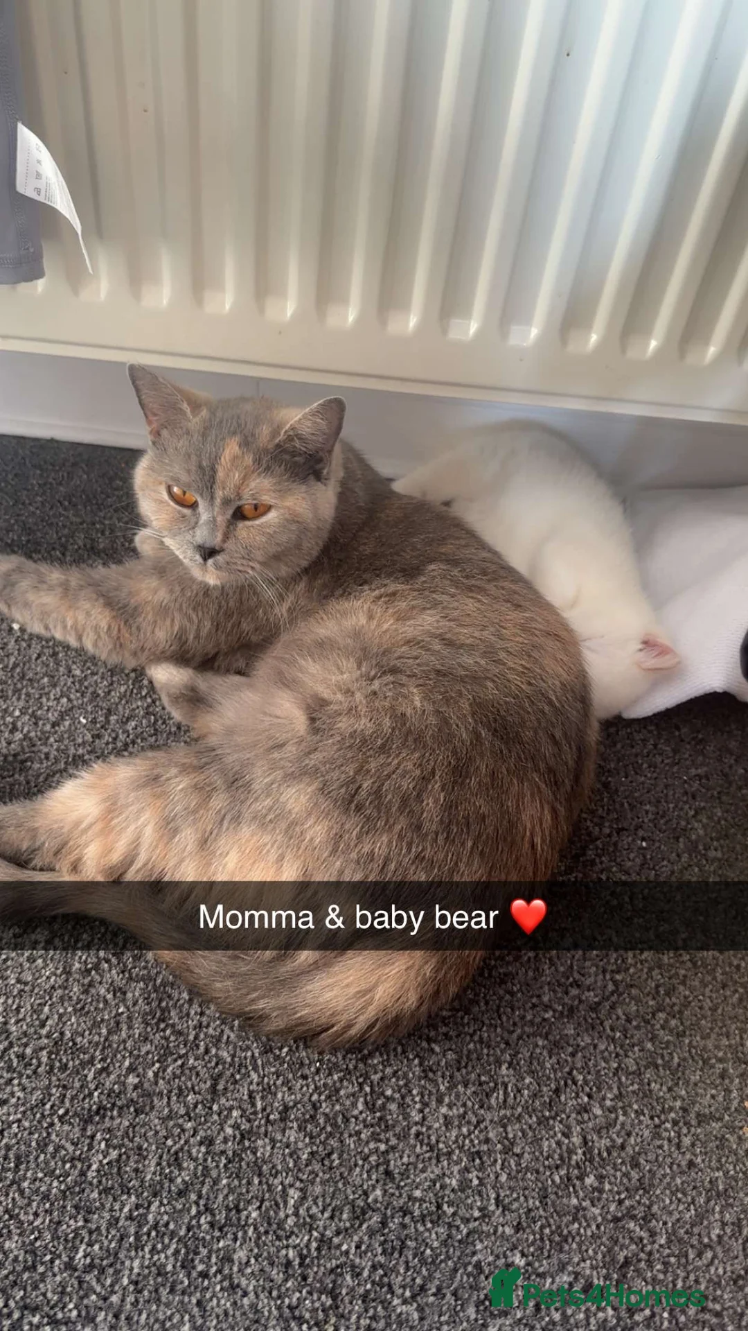 British Shorthair cats for sale: Cats for re home  in Dronfield - Advert 2
