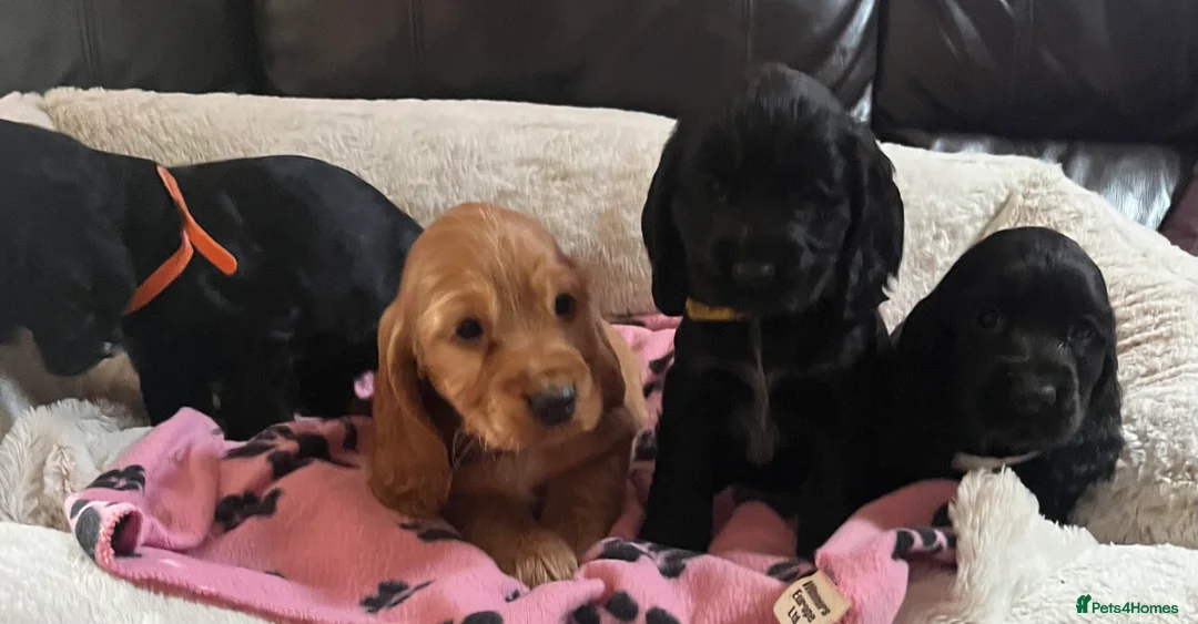 Cocker Spaniel dogs for sale: Stunning show type cocker spaniel puppies  - Advert 15
