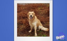 Golden Retriever dogs for stud: KCReg Well Proven Golden Stud, Health & DNA Tested in Wilmslow - Image 6