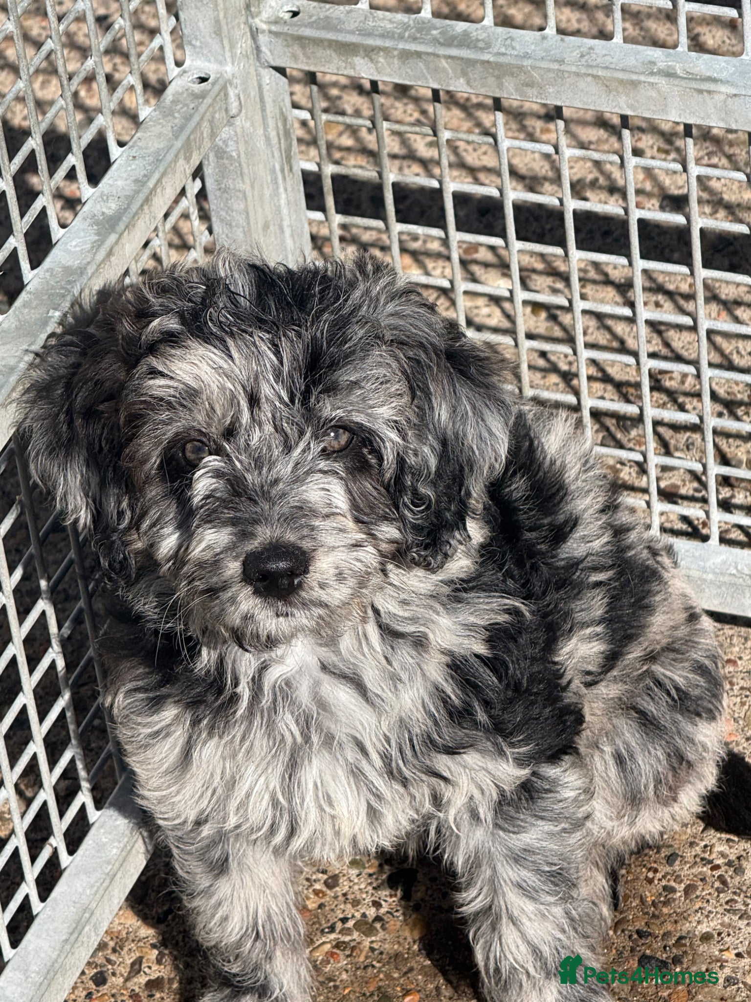 Labradoodle dogs REDUCED READY NOW F1 Miniature Labradoodles.  - Advert 13