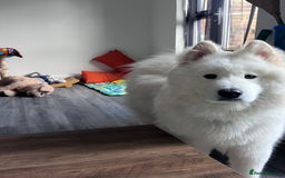 Samoyed dogs for sale: 10 Month Old Samoyed Ready for His Forever Home! - Image 4