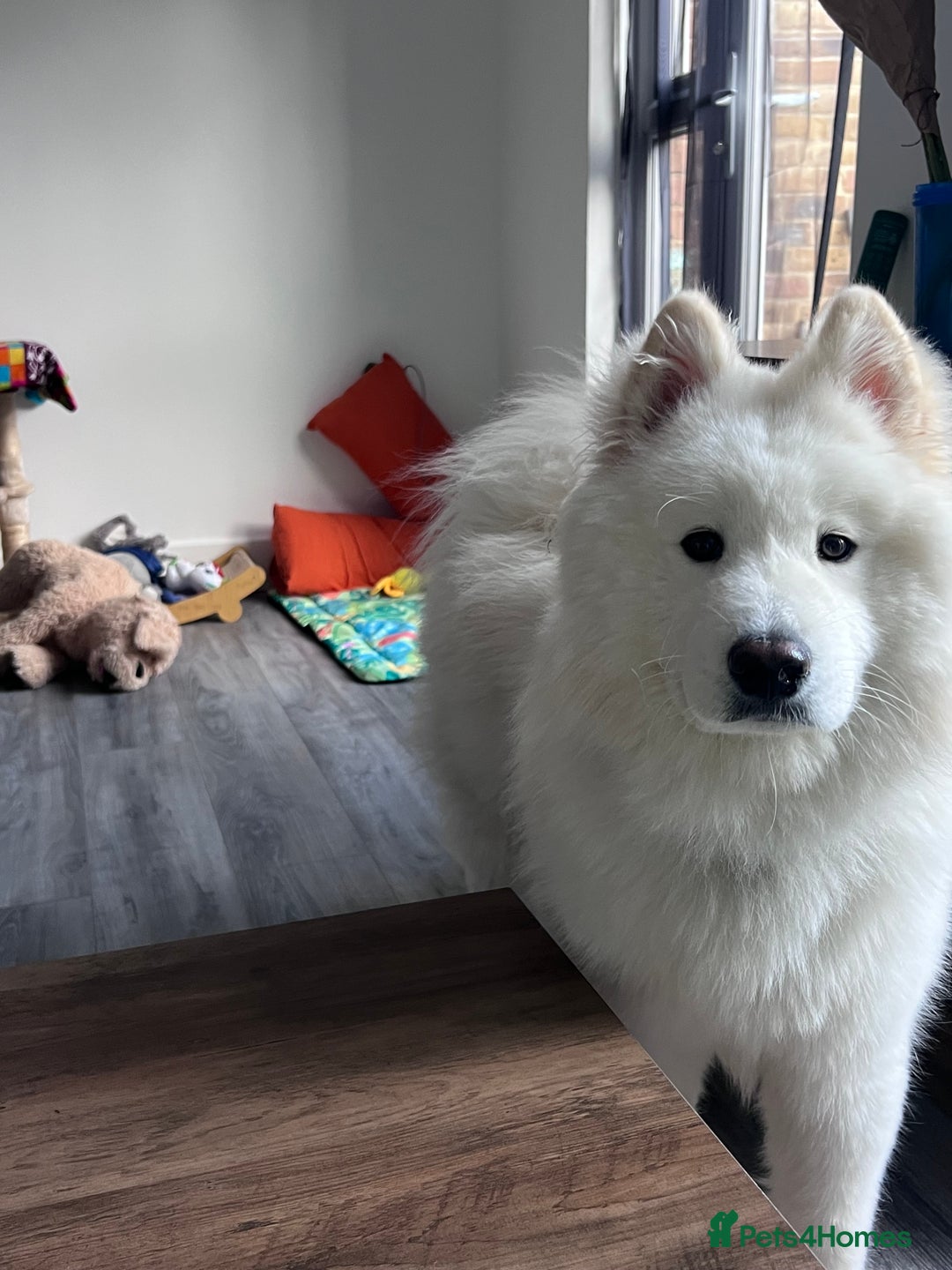 Samoyed dogs for sale: 10 Month Old Samoyed Ready for His Forever Home! - Image 4