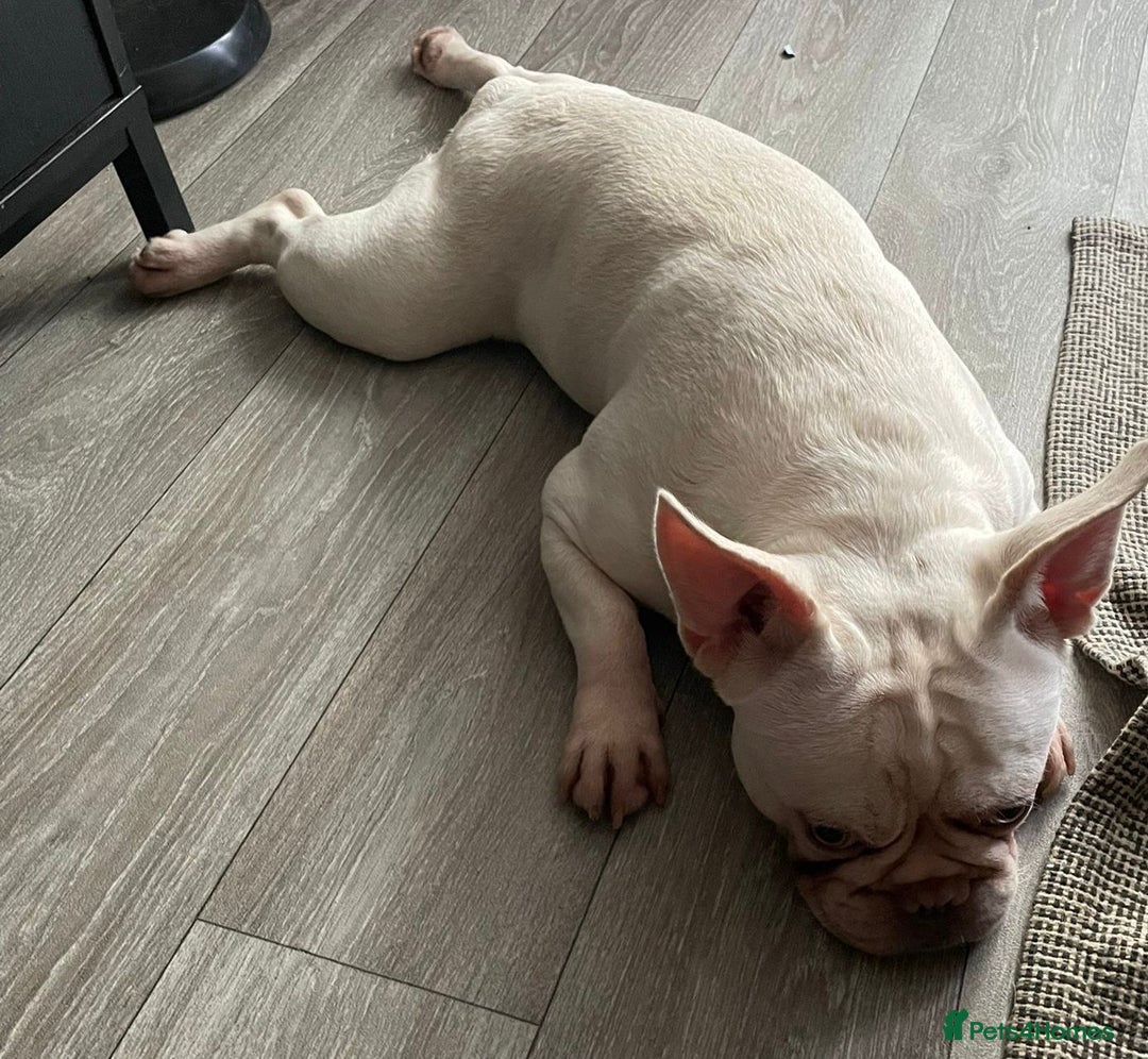 French Bulldog dogs for sale: Platinum Male French bulldog 22 months  - Image 12