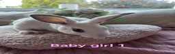 Mini Lop rabbits for sale: I have baby mini lops and mini rex available  - Advert 15