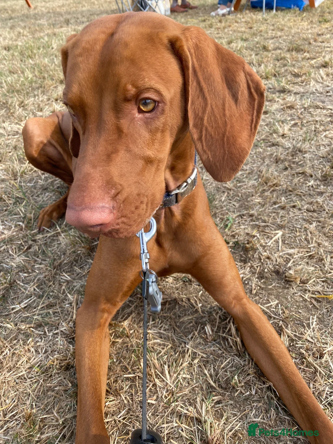 Hungarian Vizsla dogs for stud: Full KC Registered Hungarian Vizsla for stud - Advert 2