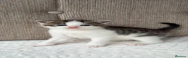 Mixed Breed Kitten 4