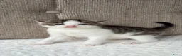 Mixed Breed cats for sale: 4 adorable kittens for sale  - Advert 30