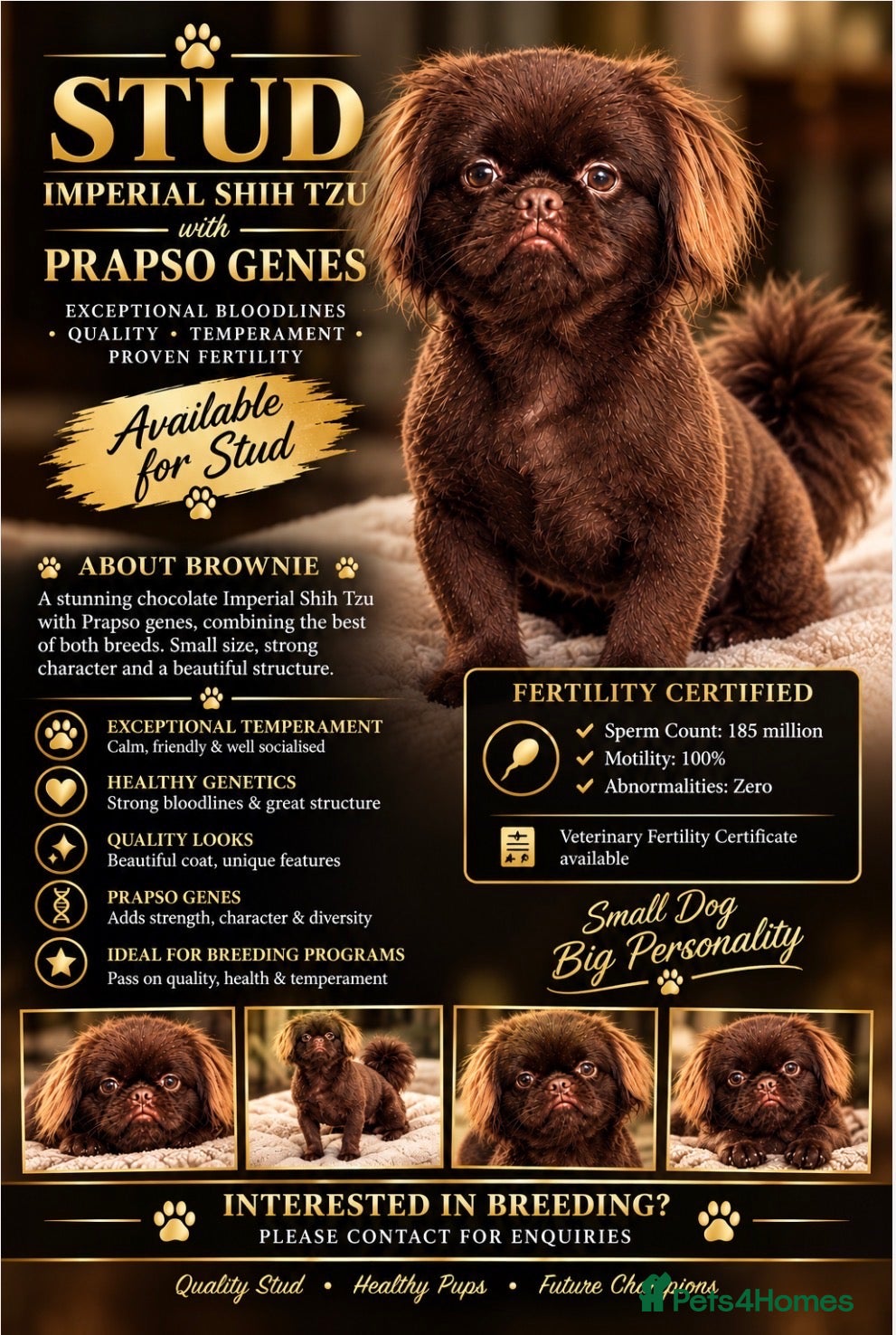 Shih Tzu dogs for stud: 🐾 BROWNIE — PREMIUM STUD SERVICE 🐾 - Advert 10