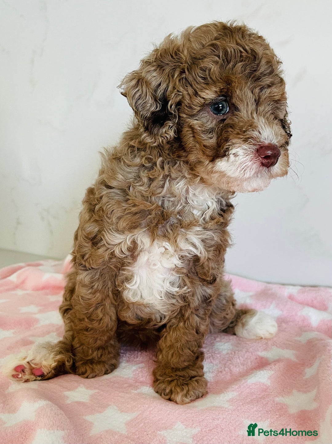 Cockapoo dogs for sale: Unique & stunning full DNA tested Cockapoo puppies - Image 24