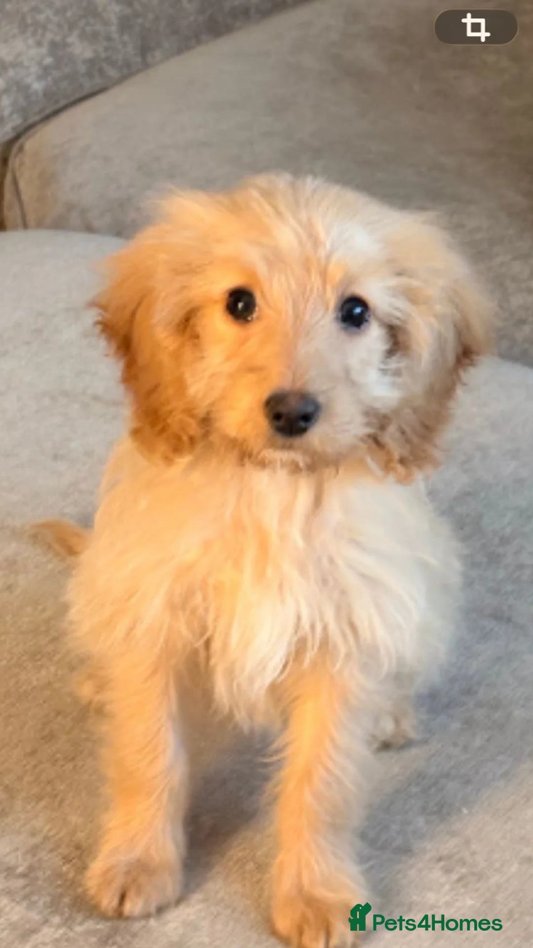 Cockapoo dogs for sale: Loving girl cockapoo - Advert 1