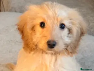 Cockapoo dogs Loving girl cockapoo - Advert 1