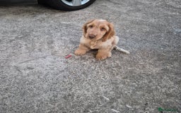 Cocker Spaniel dogs for sale: Show cocker spaniels in Doncaster - Image 16