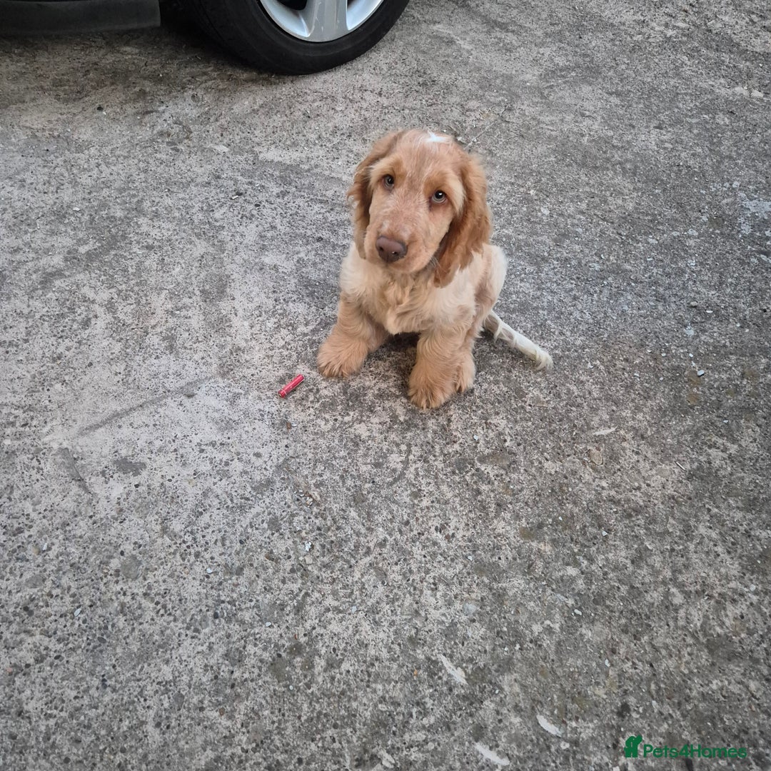 Cocker Spaniel dogs for sale: Show cocker spaniels in Doncaster - Image 16