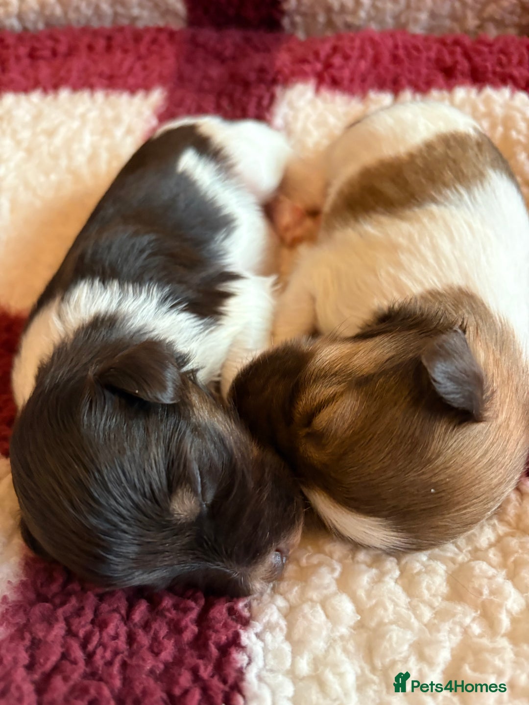 Miniature Schnauzer dogs for sale: miniature schnauzers (American lines) - Advert 3