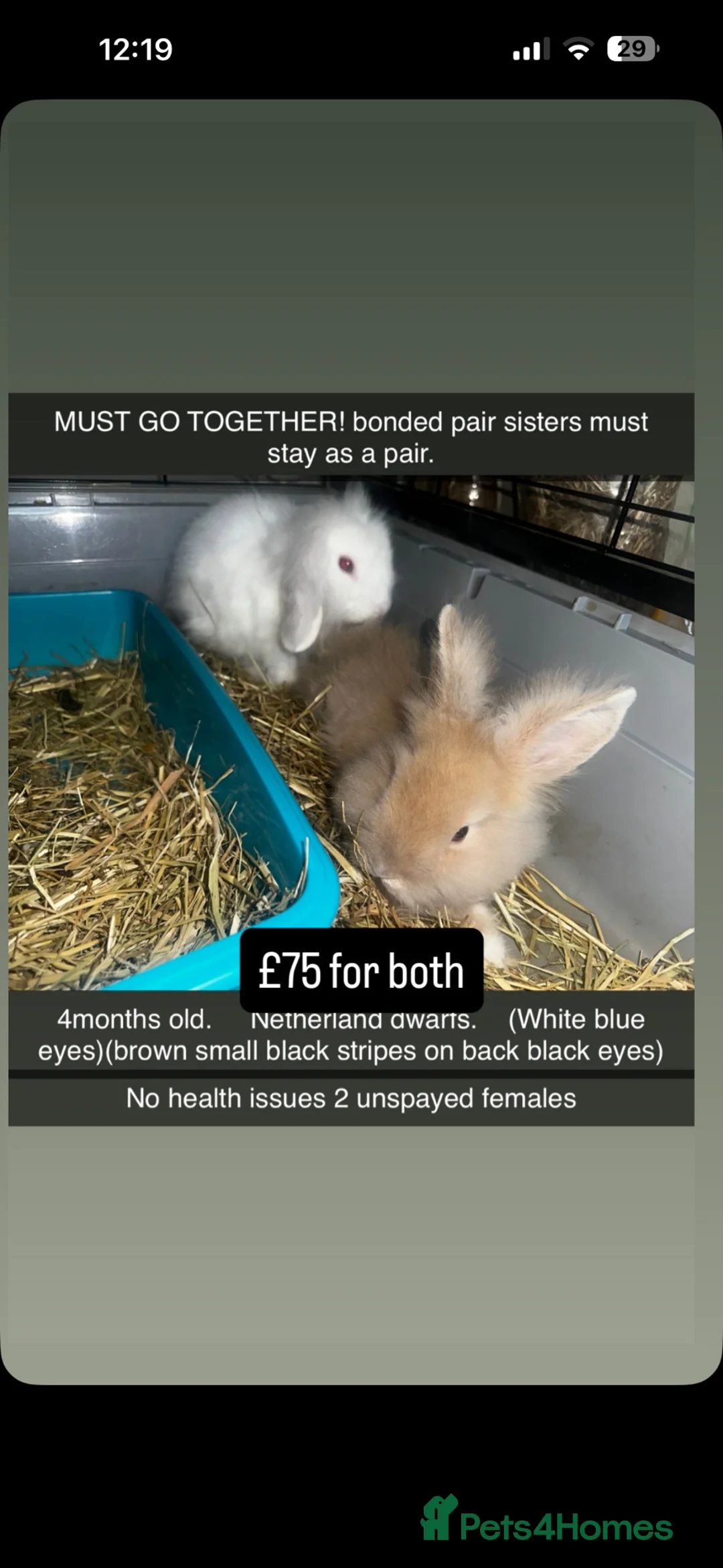 Mixed Breed rabbits for sale: Multiple rabbits (see description for info) - Advert 2
