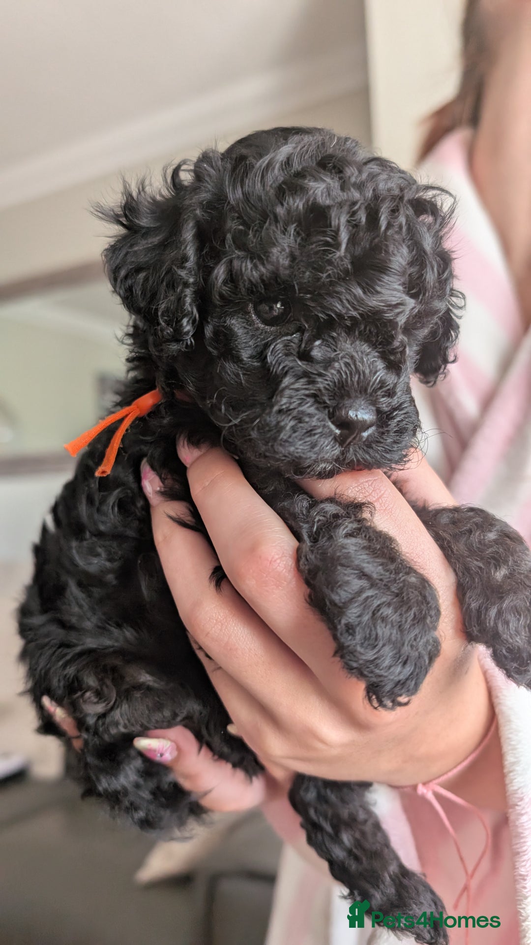 Shihpoo dogs for sale: Toy f1bb shipoo in Glasgow - Image 1