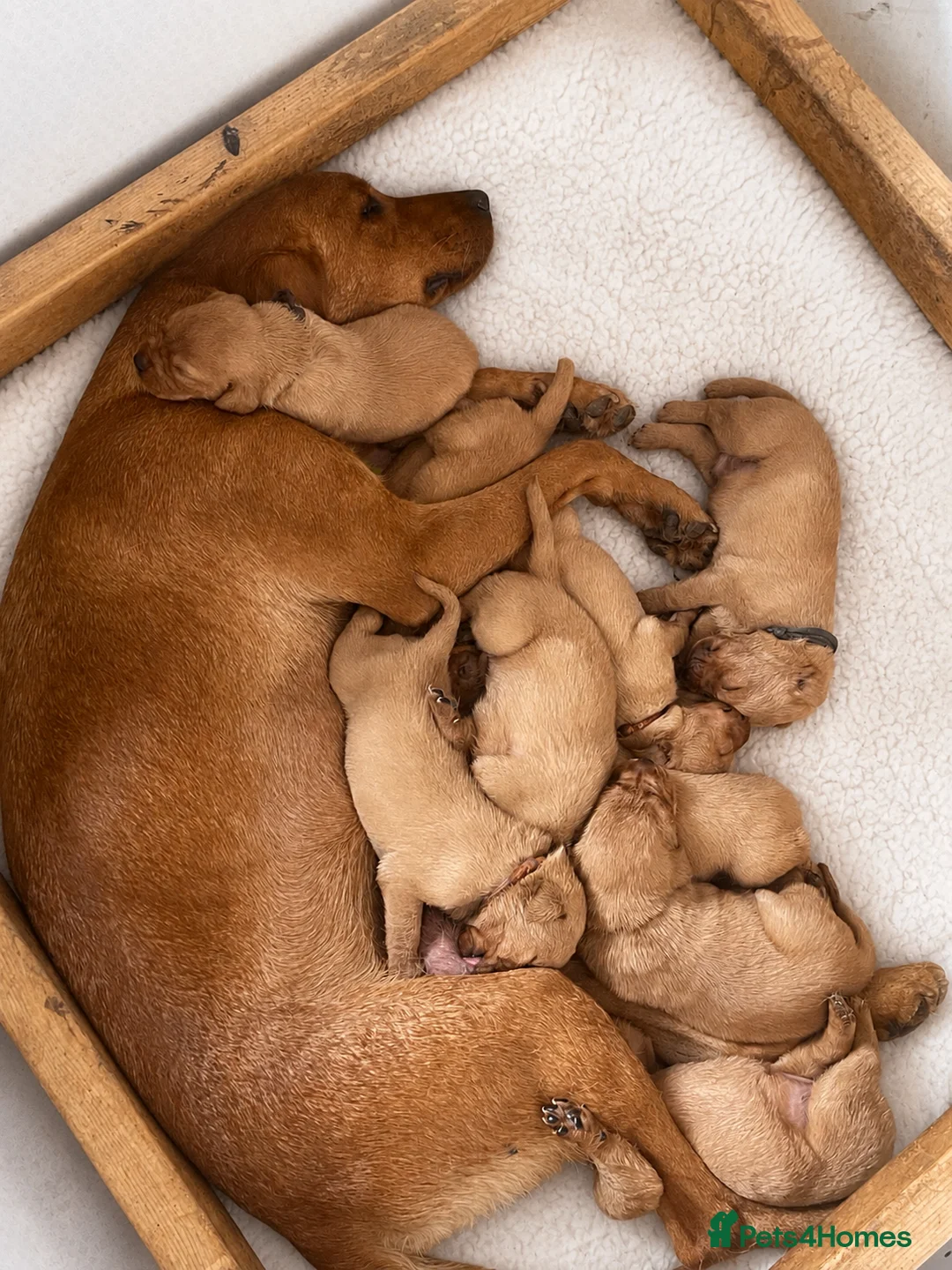 Labrador Retriever dogs for sale: Fox Red Labradors, Purebred, Health Checked - Advert 2