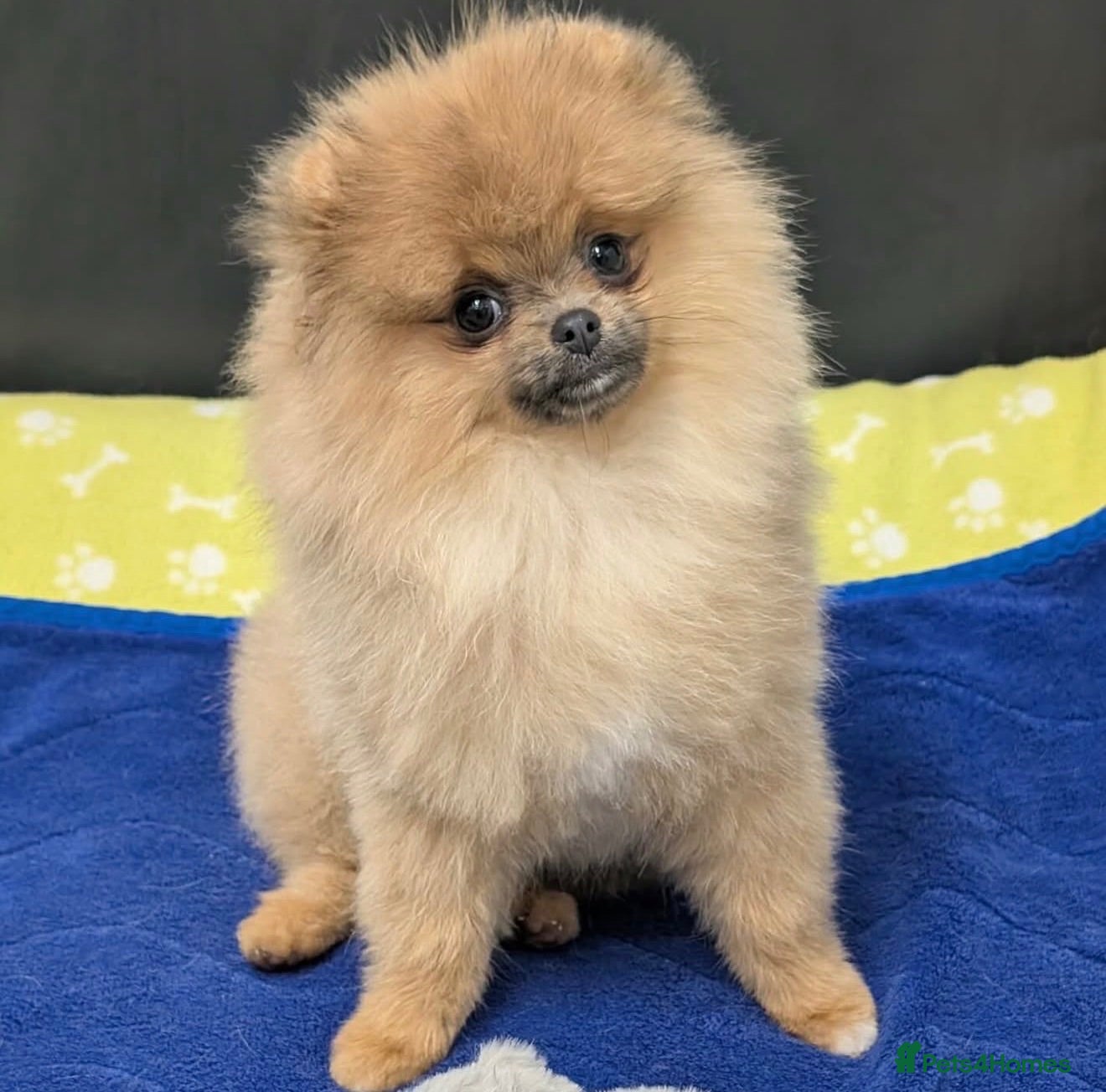Pomeranian dogs **Only 2 pups left** - Advert 2