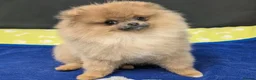Pomeranian dogs for sale: 🧸 Quality looking teddy faced Pomeranians 🐶🫶🏼 - Advert 7