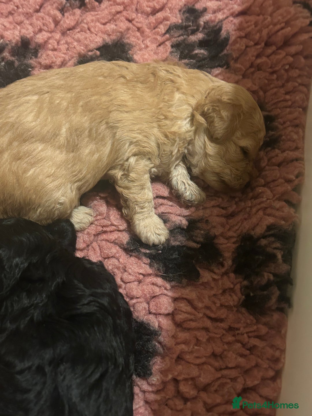 Toy Poodle dogs for sale: KC toy poodles by health tested parents  - Advert 9