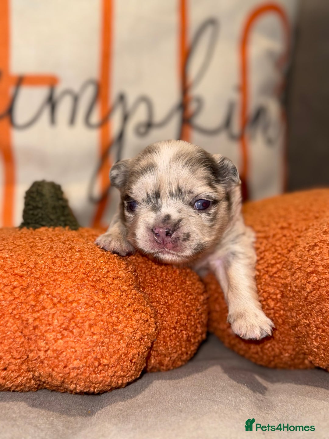 French Bulldog dogs for sale: 3 weeks old Fluffy french bulldog puppies - Image 14
