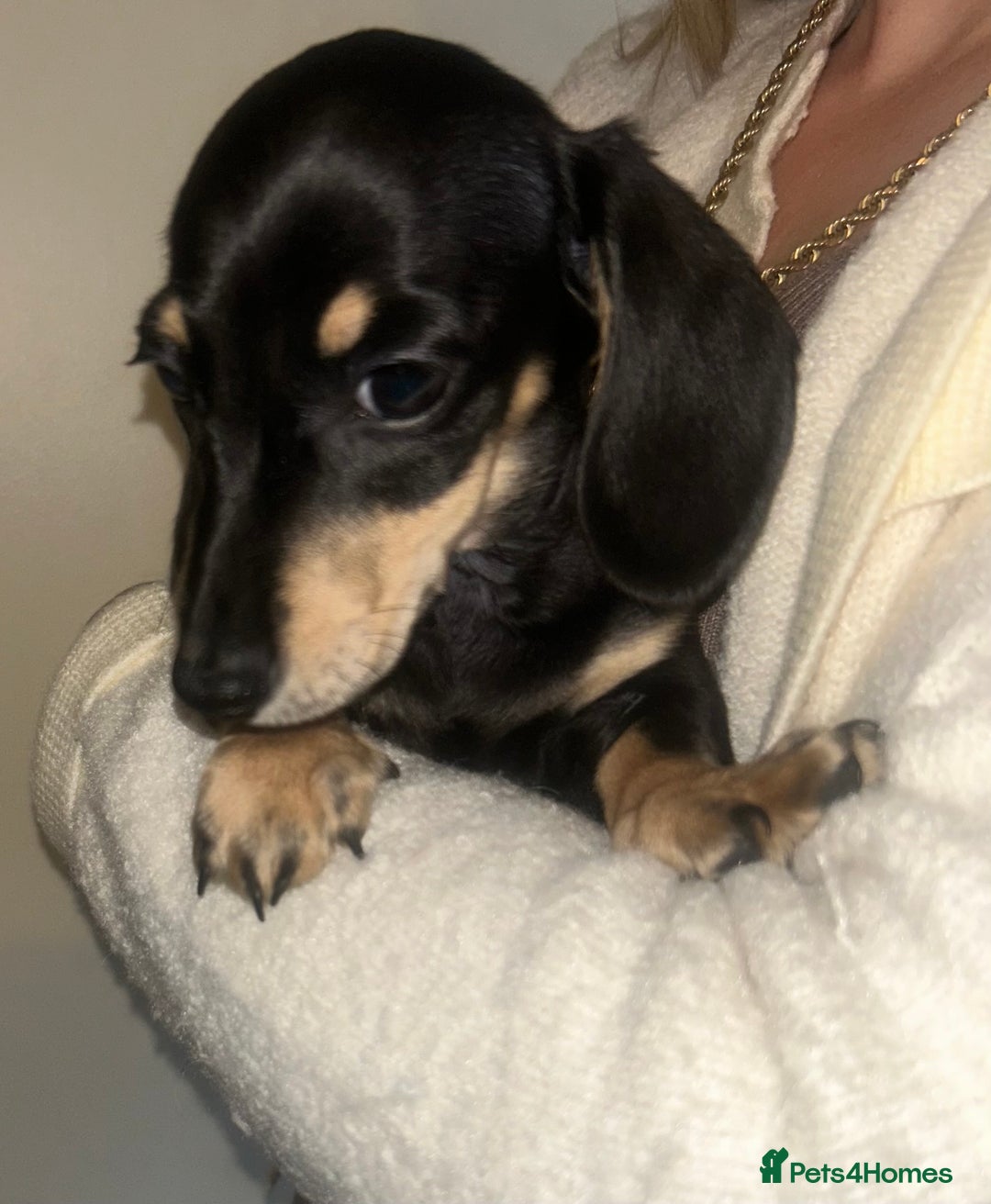Miniature Dachshund dogs for sale: Miniature dachshund - Advert 7