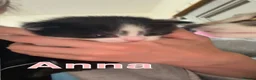 Mixed Breed cats for sale: 3 kittens for sale  - Advert 2