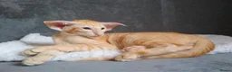Oriental cats for stud: KimbaSilk Stud, Red & White in Witham - Advert 4
