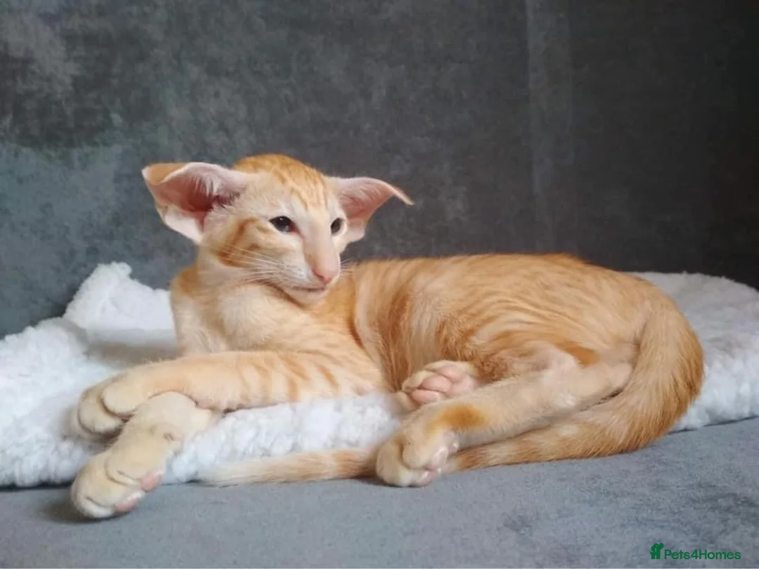 Oriental cats for stud: KimbaSilk Stud, Red & White in Witham - Advert 4
