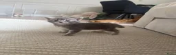 Mixed Breed cats for sale: 3 kittens  in Ipswich - Advert 6