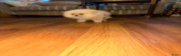 Pomeranian dogs for sale: ✨ Exceptional Pomeranian Puppies – KC Reg ✨ - Advert 22