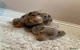 Miniature Dachshund dogs for sale: KC Registered Miniature Dachshund - 2 Boys Left! - Image 29