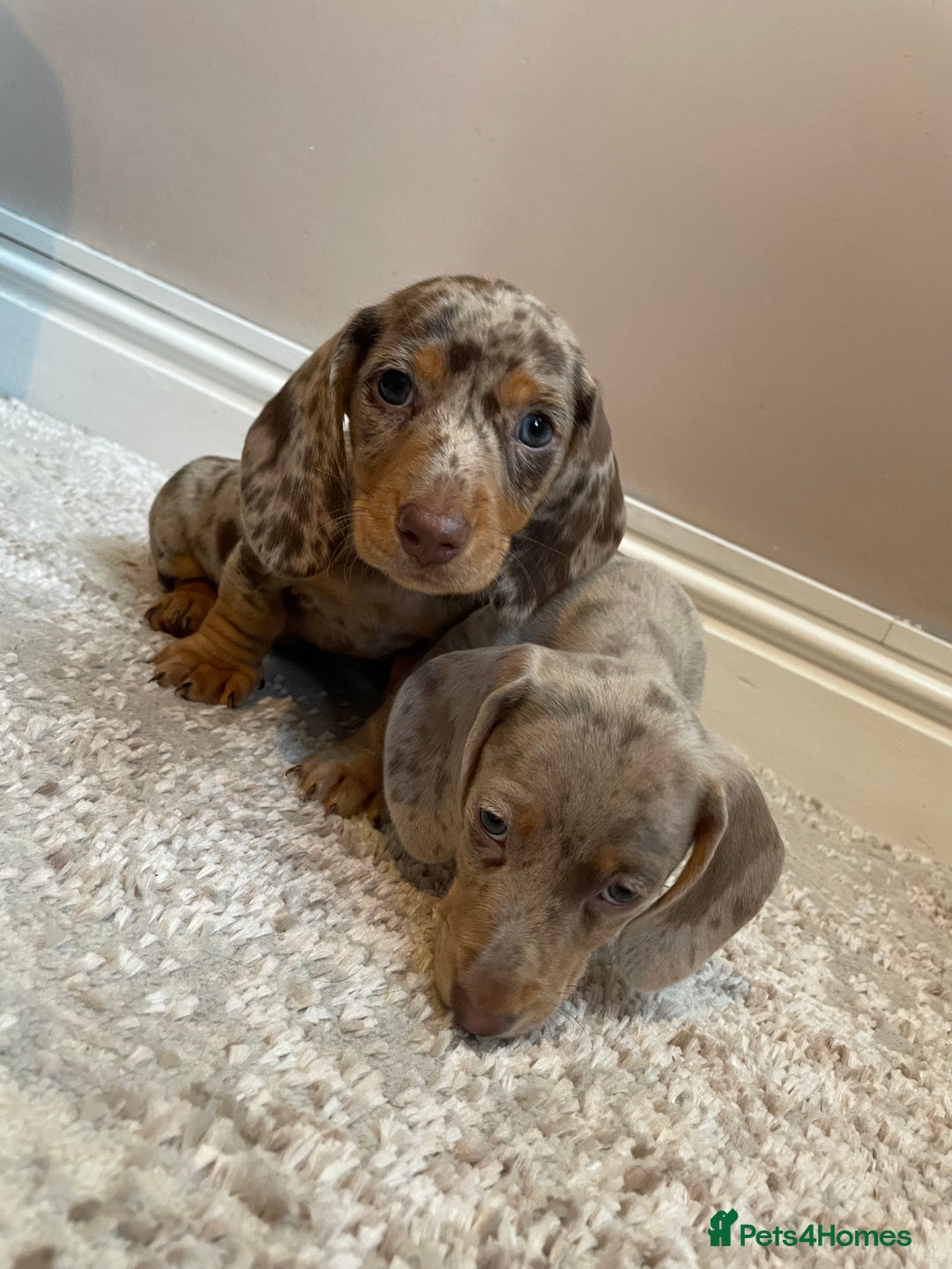 Miniature Dachshund dogs for sale: KC Registered Miniature Dachshund - 2 Boys Left! - Image 29
