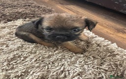 Border Terrier dogs for sale: Border terrier pups - Image 27