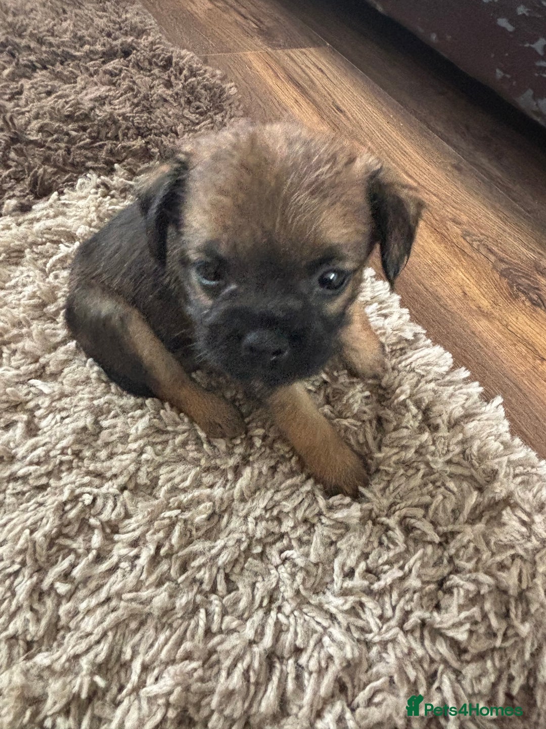 Border Terrier dogs for sale: Border terrier pups - Image 27