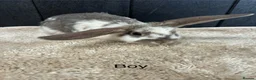 Mini Lop rabbits for sale: Stunning bunnies  - Advert 11