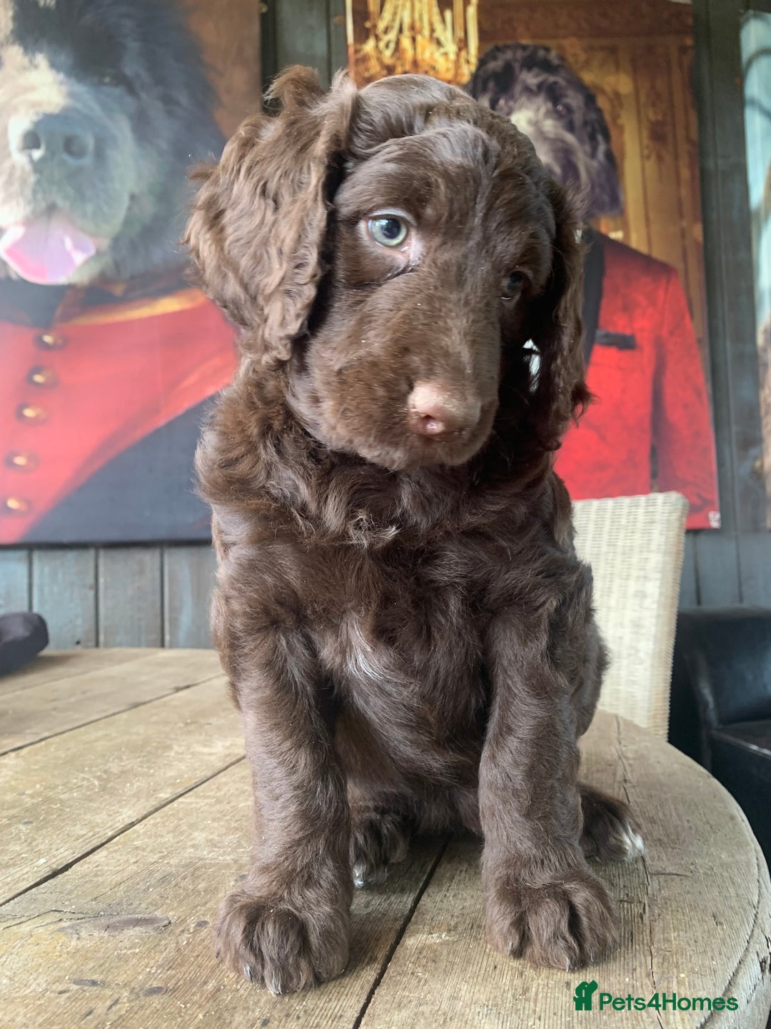 Bernedoodle dogs for sale: Standard Bernedoodle Girls Available  - Image 17