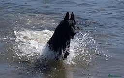 German Shepherd dogs for sale: Working Line German Shepherd Puppies – Cornwall - Image 15