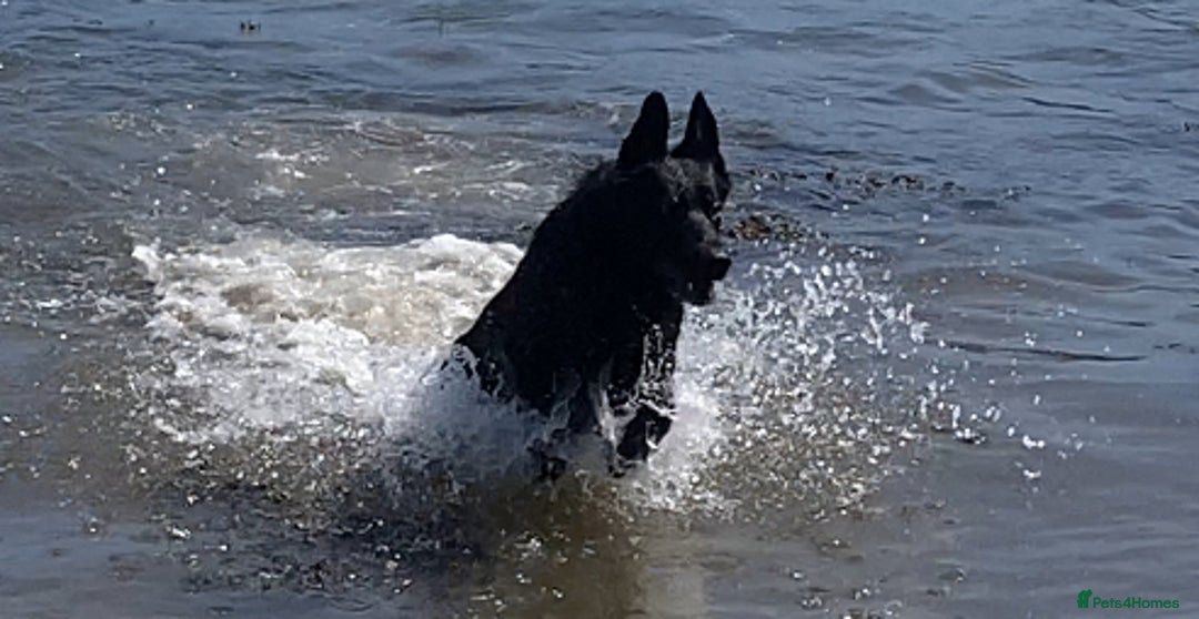 German Shepherd dogs for sale: Working Line German Shepherd Puppies – Cornwall - Image 15