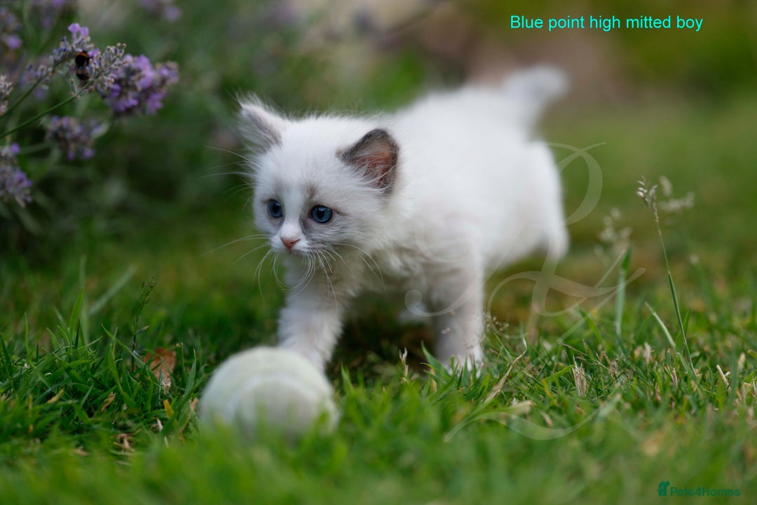 Ragdoll cats for sale: Stunning GCCF Registered Heart Melting Affection - Image 22