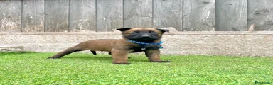 Dark blue collar male 