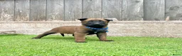 Belgian Shepherd Dog dogs for sale: KC Belgian Malinois Puppys for sale - Advert 31