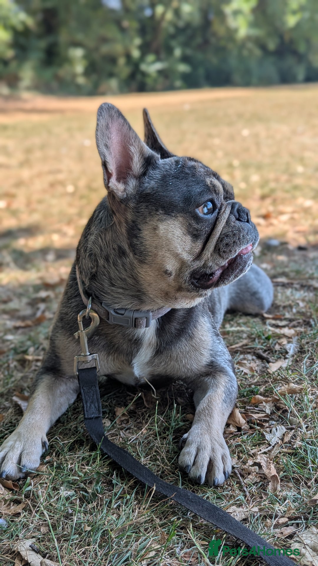 French Bulldog dogs for stud: Biscuit the KC REGISTERED French Bulldog Stud 💙🐶 - Advert 3