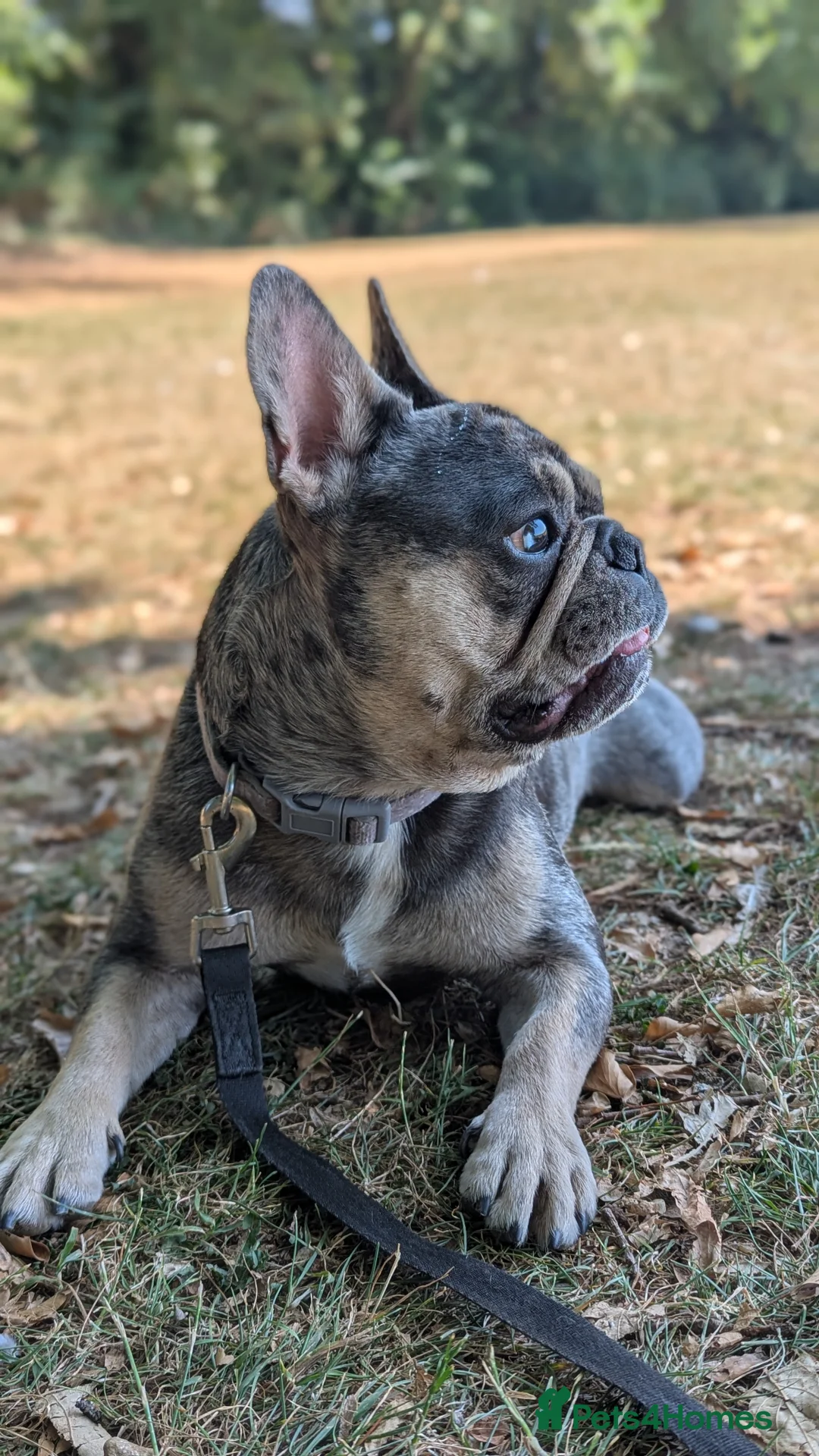 French Bulldog dogs for stud: Biscuit the KC REGISTERED French Bulldog Stud 💙🐶 - Advert 3
