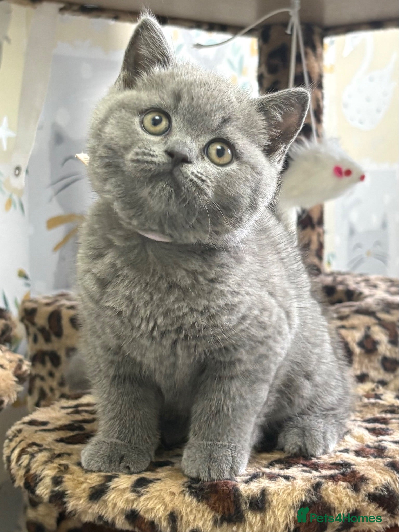 British Shorthair cats for sale: GCCF British shorthair kittens. - Advert 1