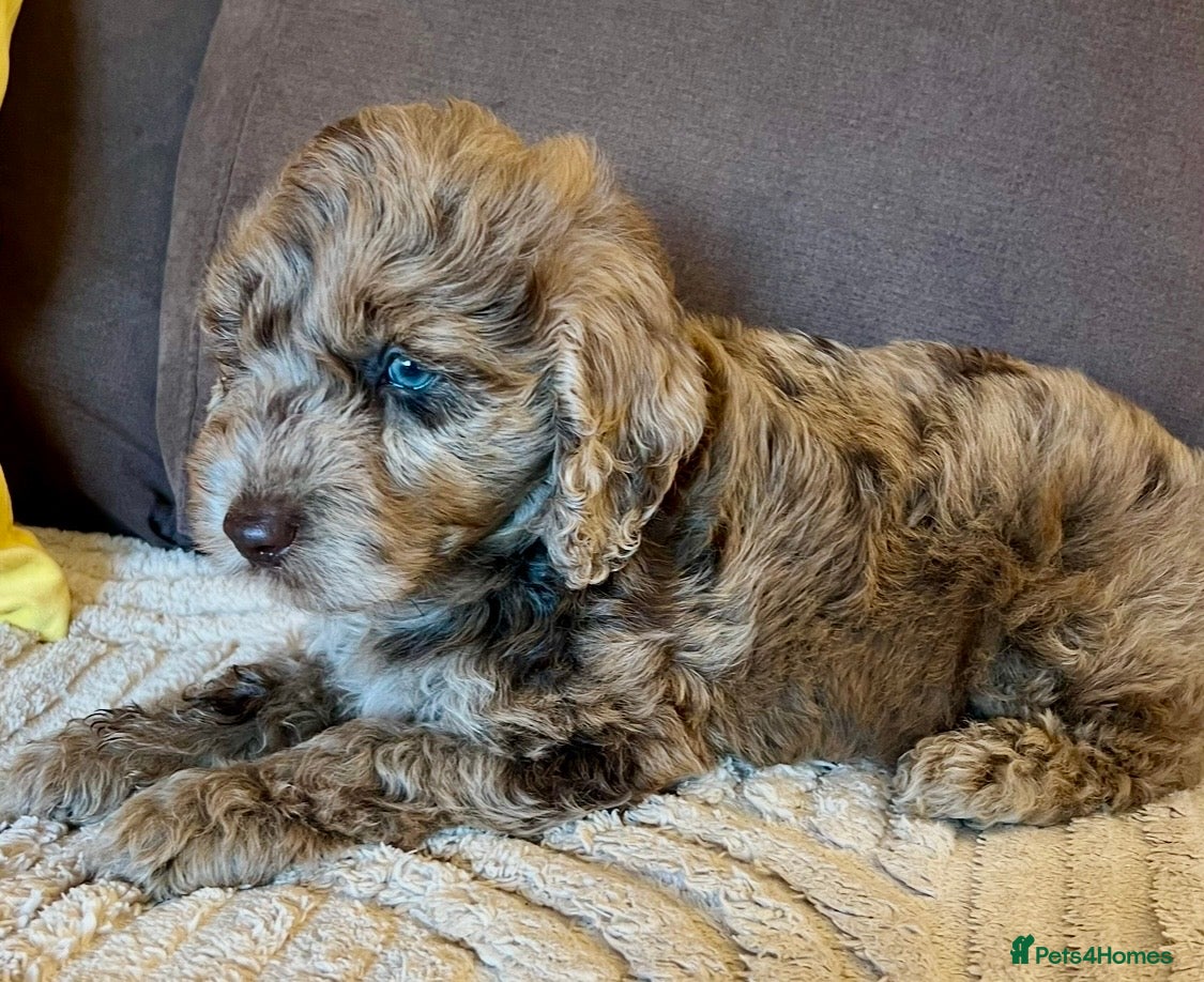 Labradoodle dogs READY NOW! Labradoodles F1b Health tested parents  - Advert 2