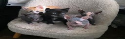 Mixed Breed cats for sale: Adorable Male Kitten – Sphynx x Devon Rex Cross - Advert 6