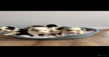 Australian Shepherd dogs - Advert 1
